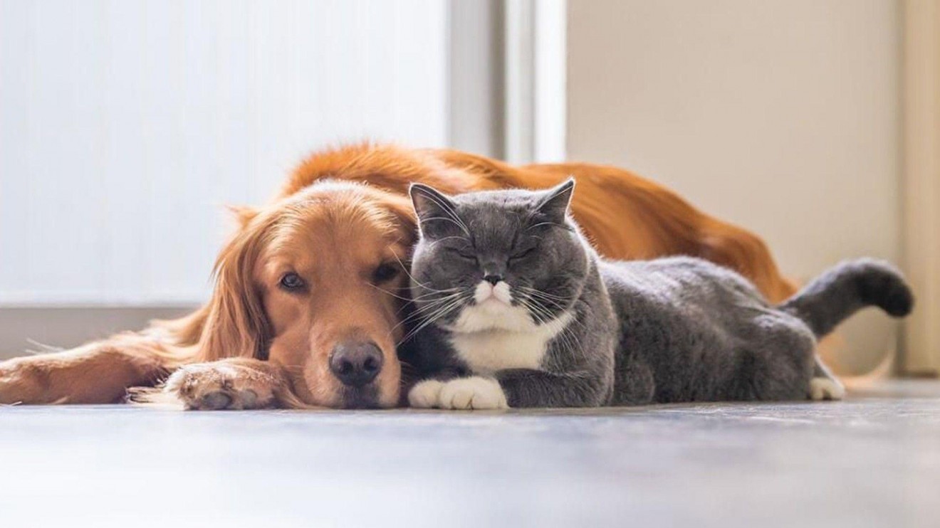Puerto Madryn: habrá nuevas campañas gratuitas de vacunación y castración para perros y gatos