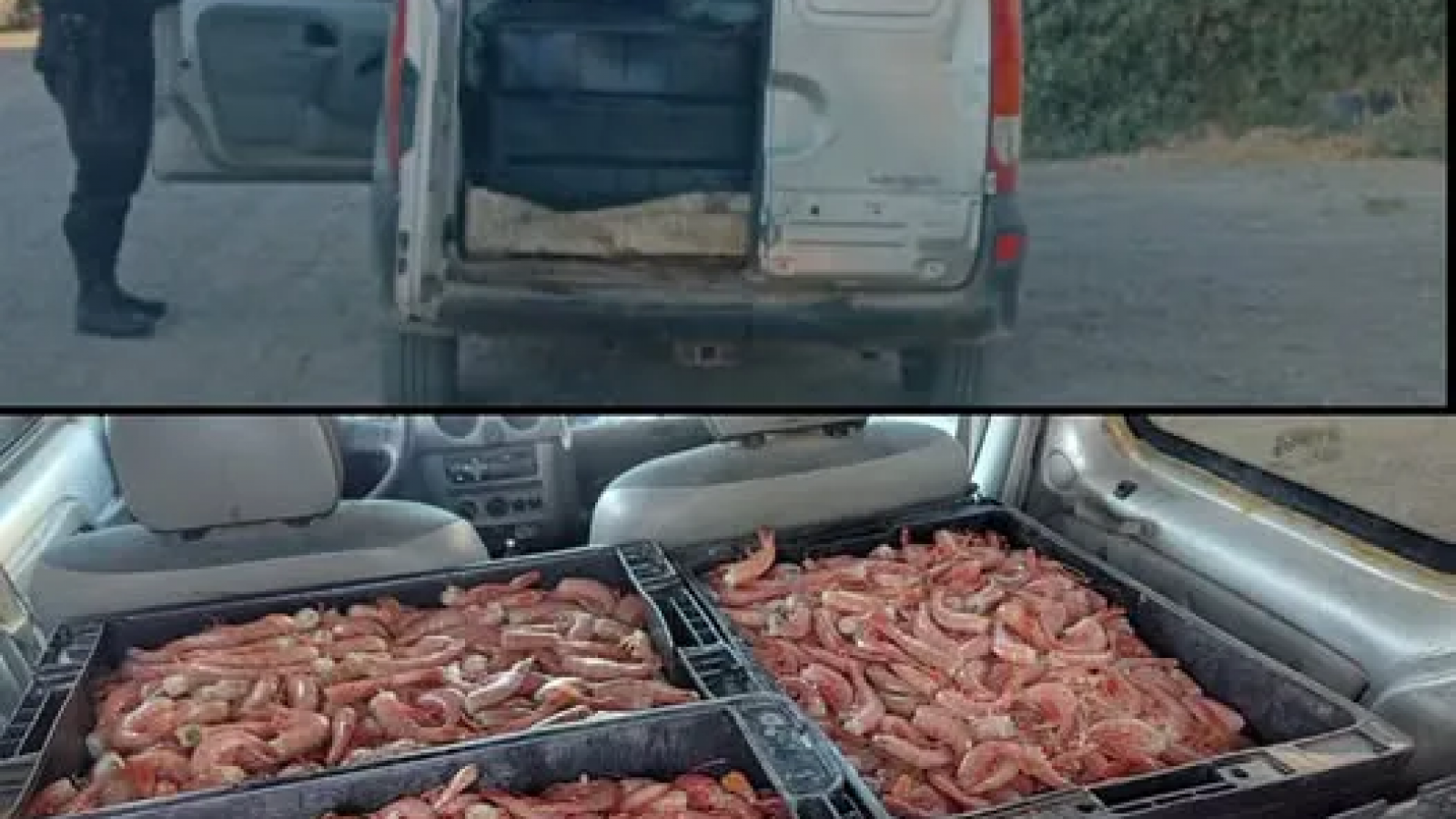 Secuestran camioneta con carga ilegal de langostinos en Playa Unión
