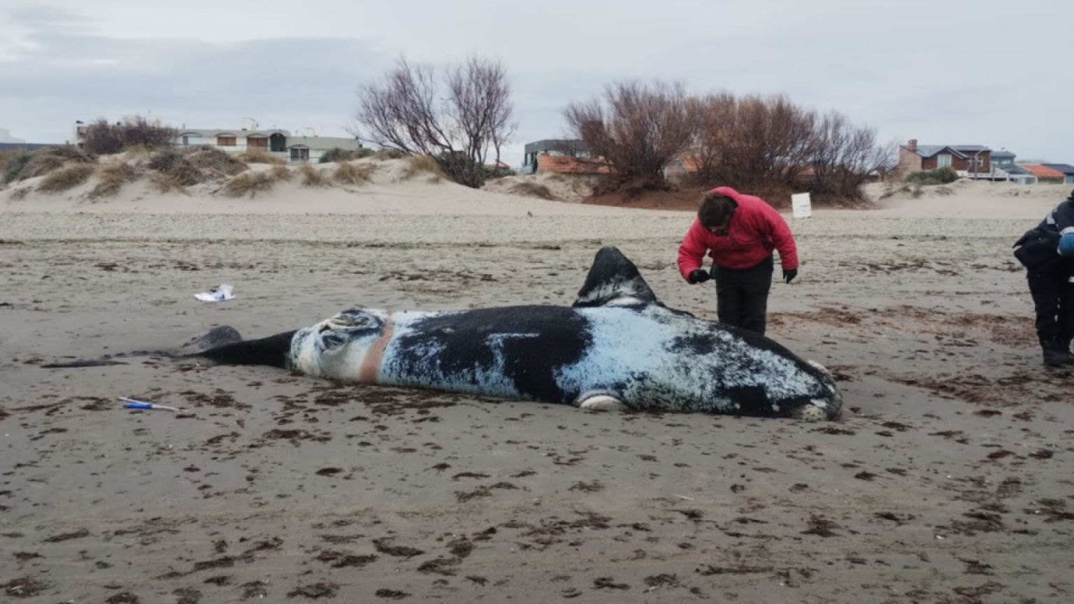 Tres ballenas aparecieron muertas en distintos puntos de la costa de Puerto Madryn