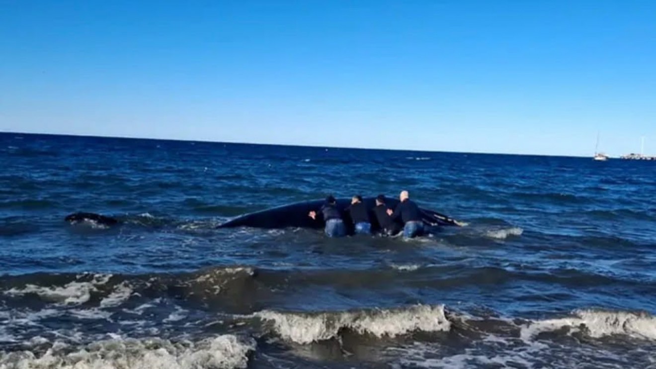 Encontraron una ballena sin vida frente al Club Náutico de Puerto Madryn