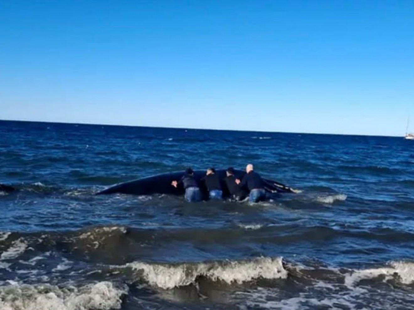 Encontraron una ballena sin vida frente al Club Náutico de Puerto Madryn
