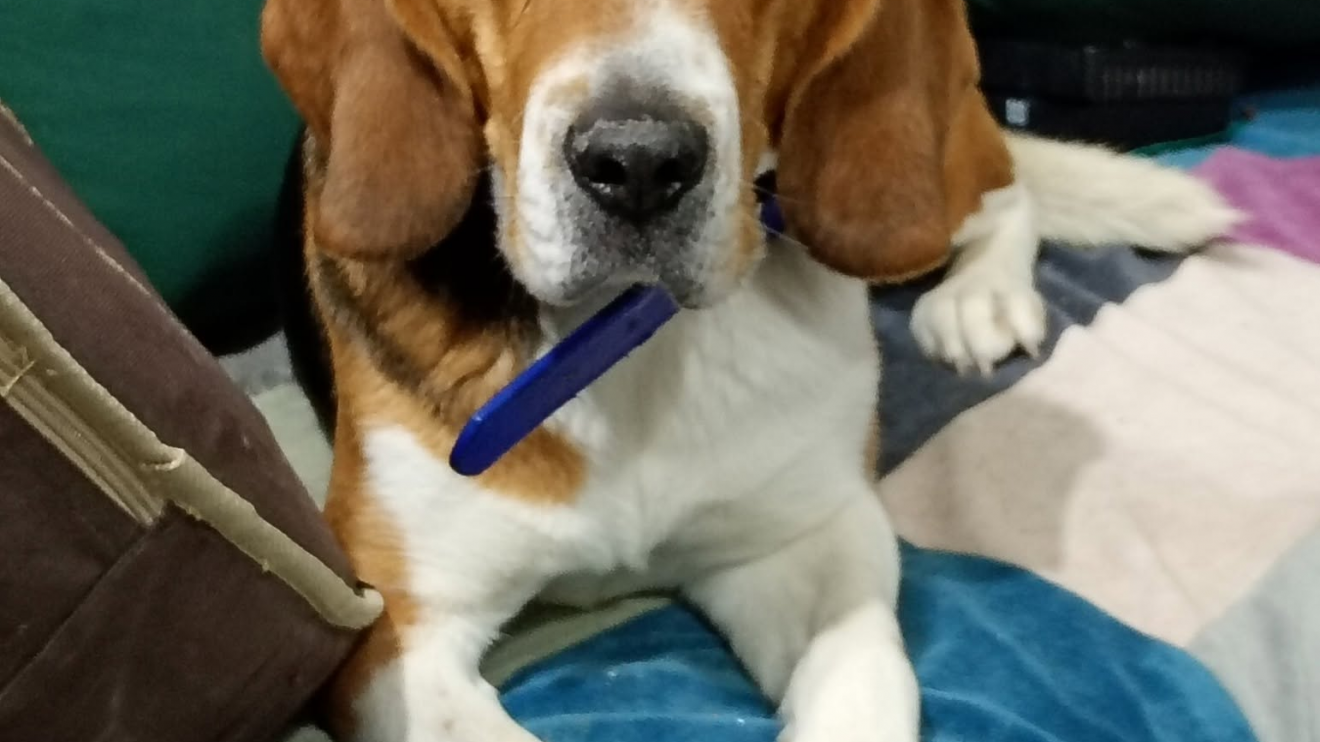 Puerto Madryn: encontraron un perro beagle y buscan con urgencia a su familia