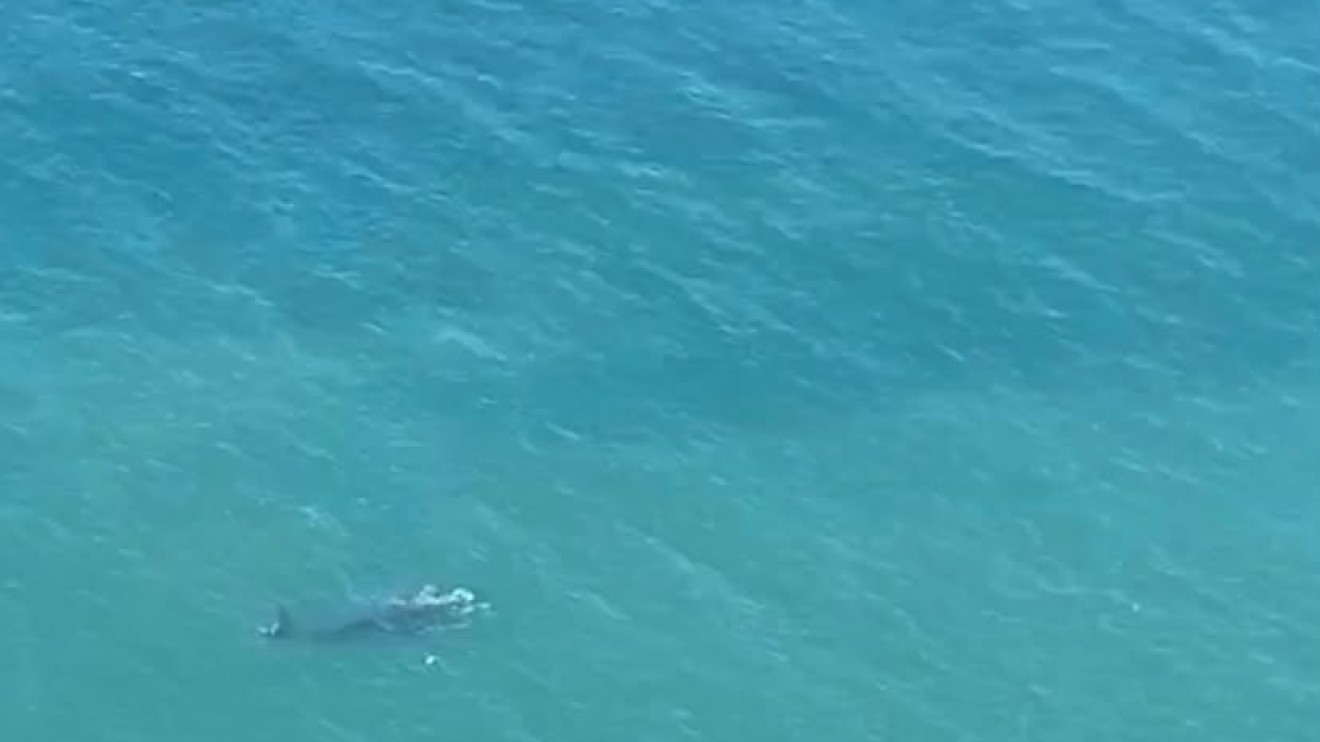 Ballenas en Península Valdés: un censo registró 1.375 ejemplares