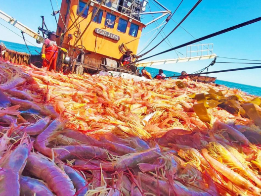 Alerta ambiental en Puerto Madryn: advierten por el derroche de 28 mil toneladas de merluza y el peligro para las ballenas