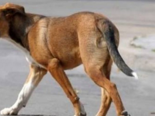 Rawson: capturan perros sueltos y sus dueños tienen 48 horas para reclamarlos