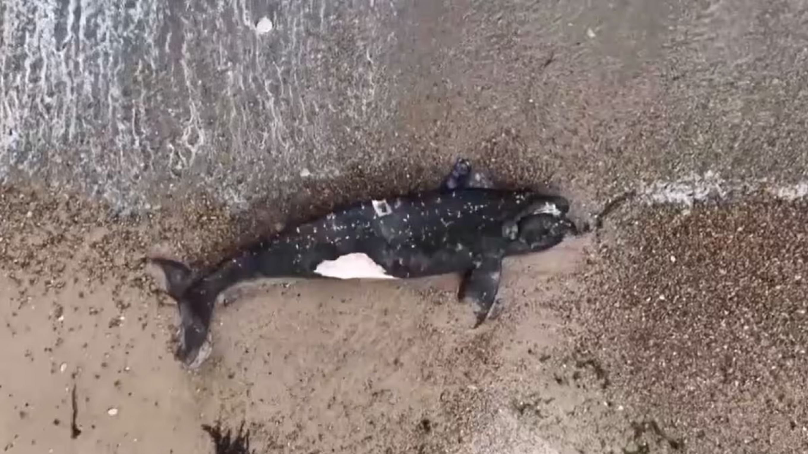 Alarma en la región: hallan 29 crías de ballena franca austral sin vida en la zona de Península Valdés y Puerto Madryn