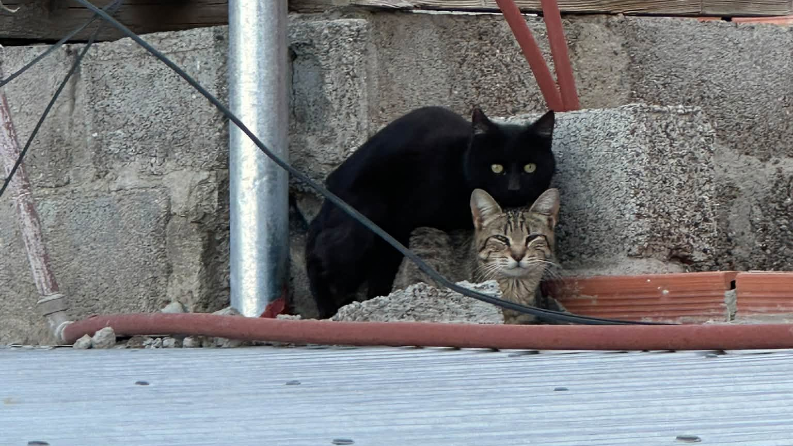 «¿Qué les cuesta castrar?»: el desesperado reclamo de una vecina por los gatos en los techos en la zona Pujol II