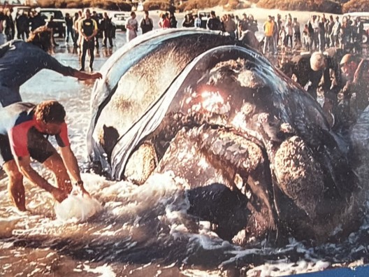 "Esa ballena tenía que vivir": a 24 años del día en que Puerto Pirámides hizo historia