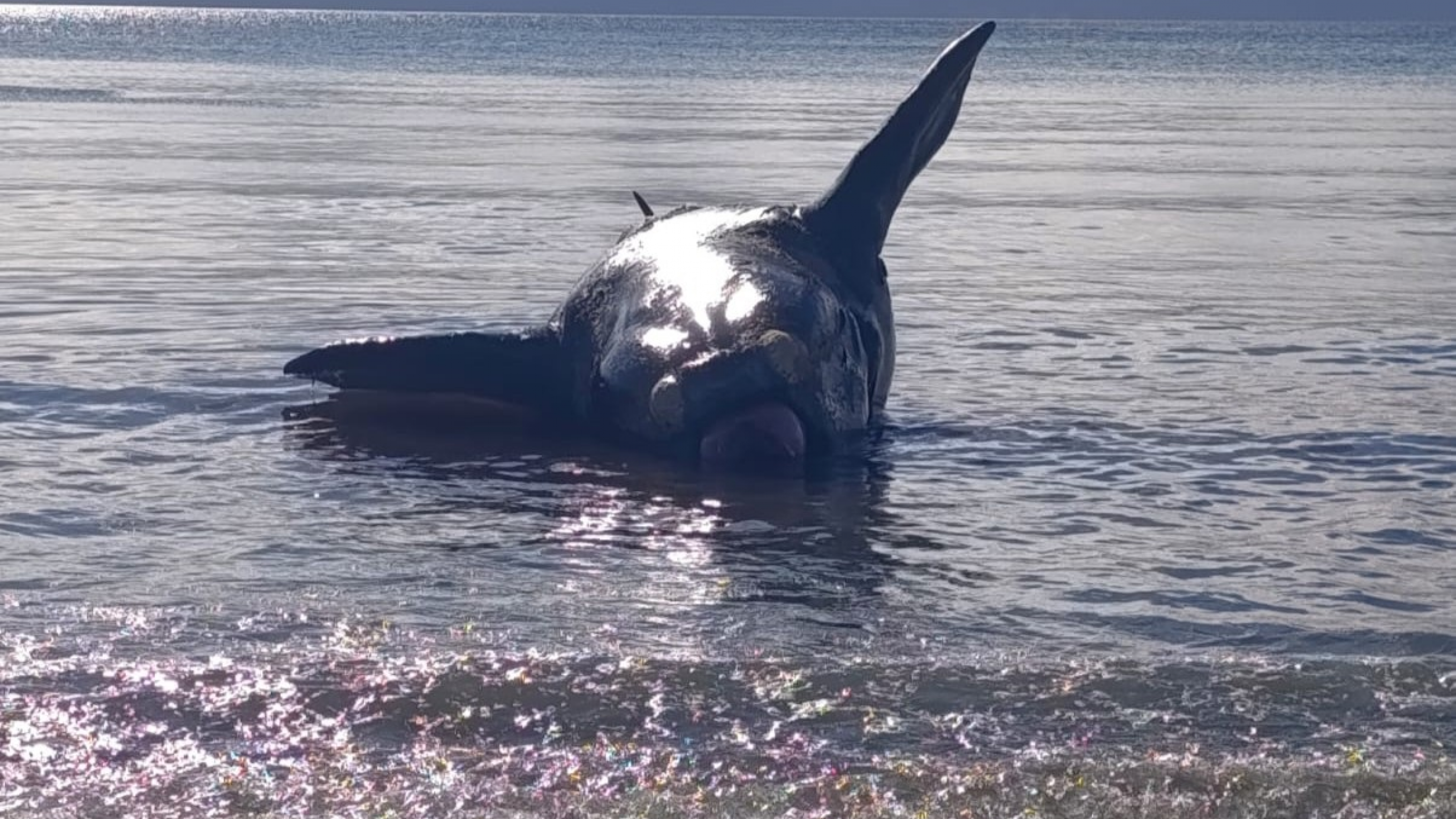 Otro ballenato apareció muerto en la costa de Puerto Madryn