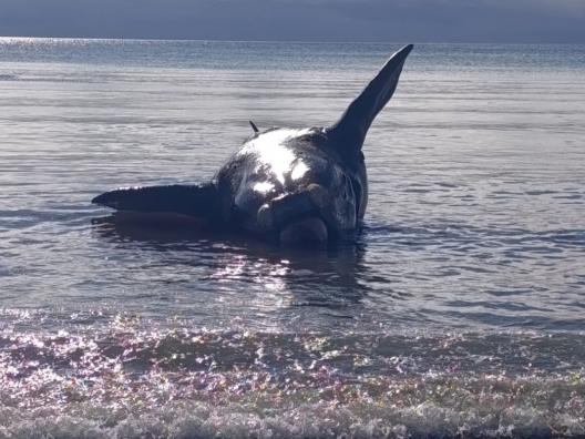 Otro ballenato apareció muerto en la costa de Puerto Madryn