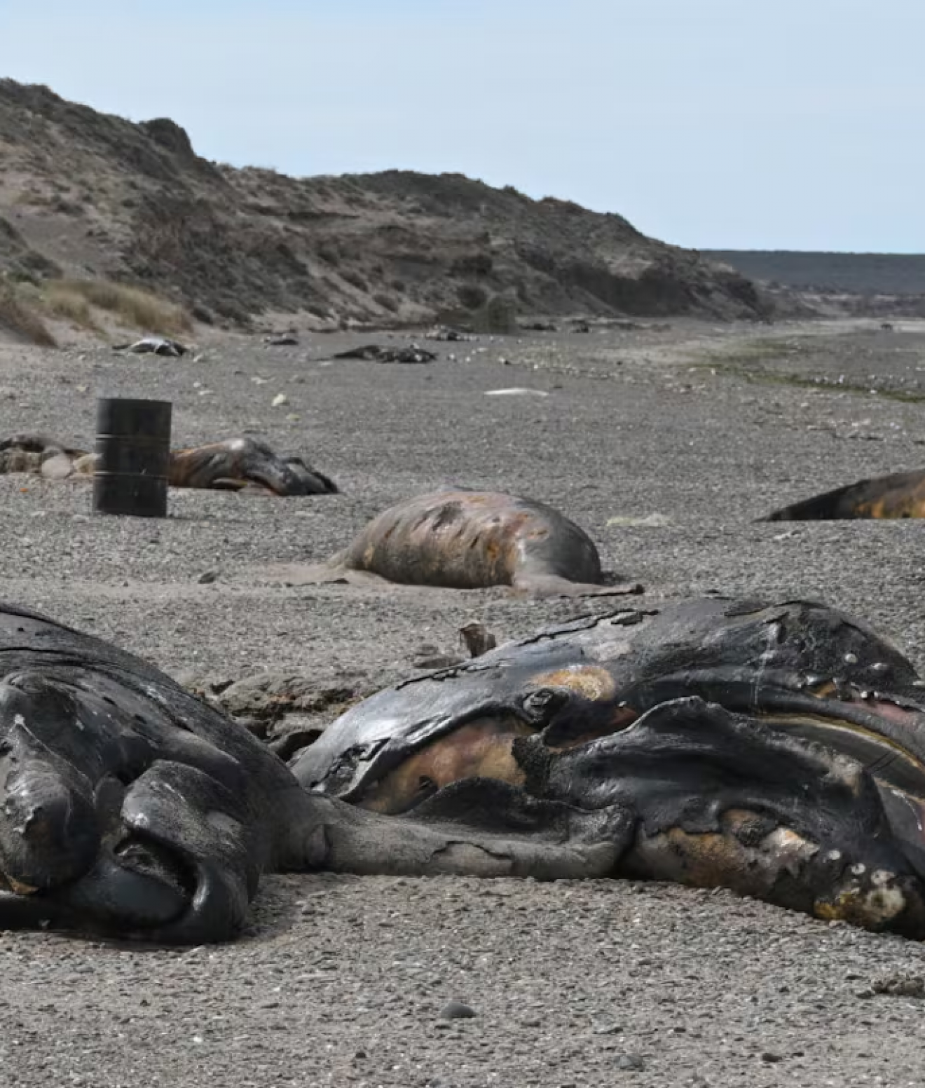 Puerto Madryn: una bacteria podría explicar la muerte de ballenatos en las costas