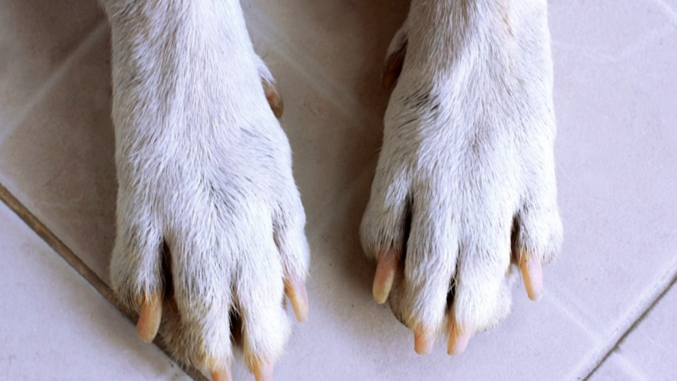 Alerta en Madryn: una veterinaria reportó envenenamientos de perros y pidió resguardar a las mascotas