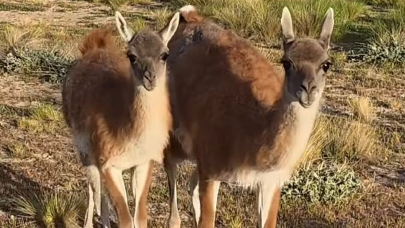 Investigan disparos contra guanacos en un centro de rescate de fauna de Puerto Madryn