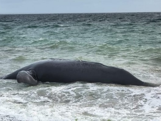 Otra ballena apareció muerta en Puerto Madryn y crece la preocupación por los hallazgos en la costa
