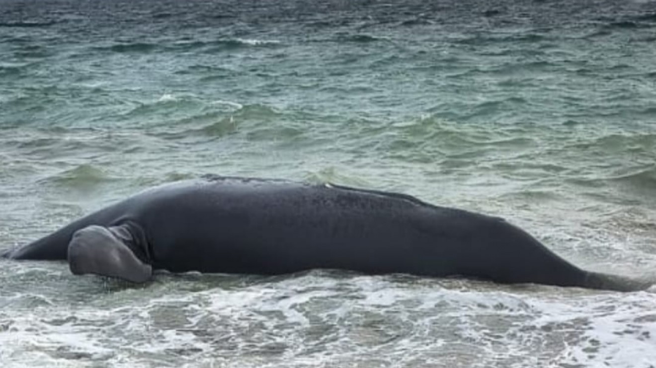 Mortandad de ballenas en Chubut: investigan las causas y crece la preocupación en el Golfo Nuevo