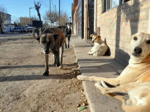 Tras el relevamiento de perros en San Miguel, APAM propone nuevas medidas para frenar la sobrepoblación animal