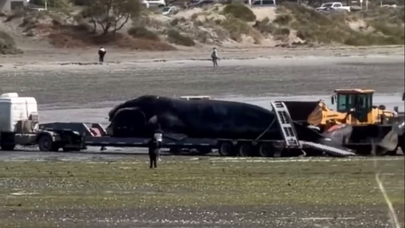 puerto madryn: Preocupación por la aparición de cuatro ballenas muertas en menos de 24 horas: investigan qué está pasando