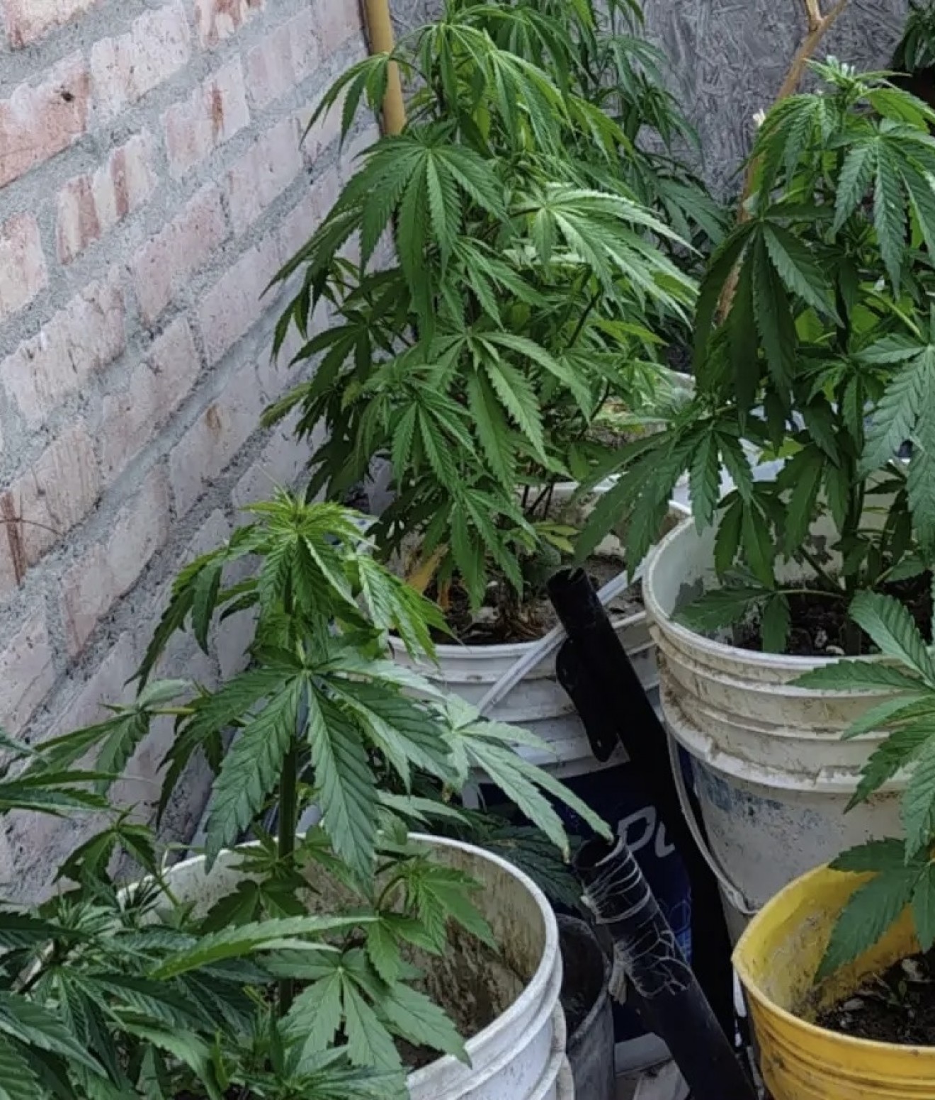 Puerto Madryn: allanaron una vivienda por presunta venta de drogas cerca de una escuela