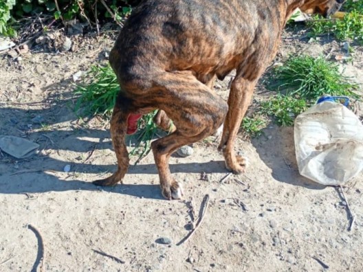 Indignación en Puerto Madryn: encontraron a una perrita desnutrida, con una soga que la ahorcaba y ahora denuncian que la encerraron