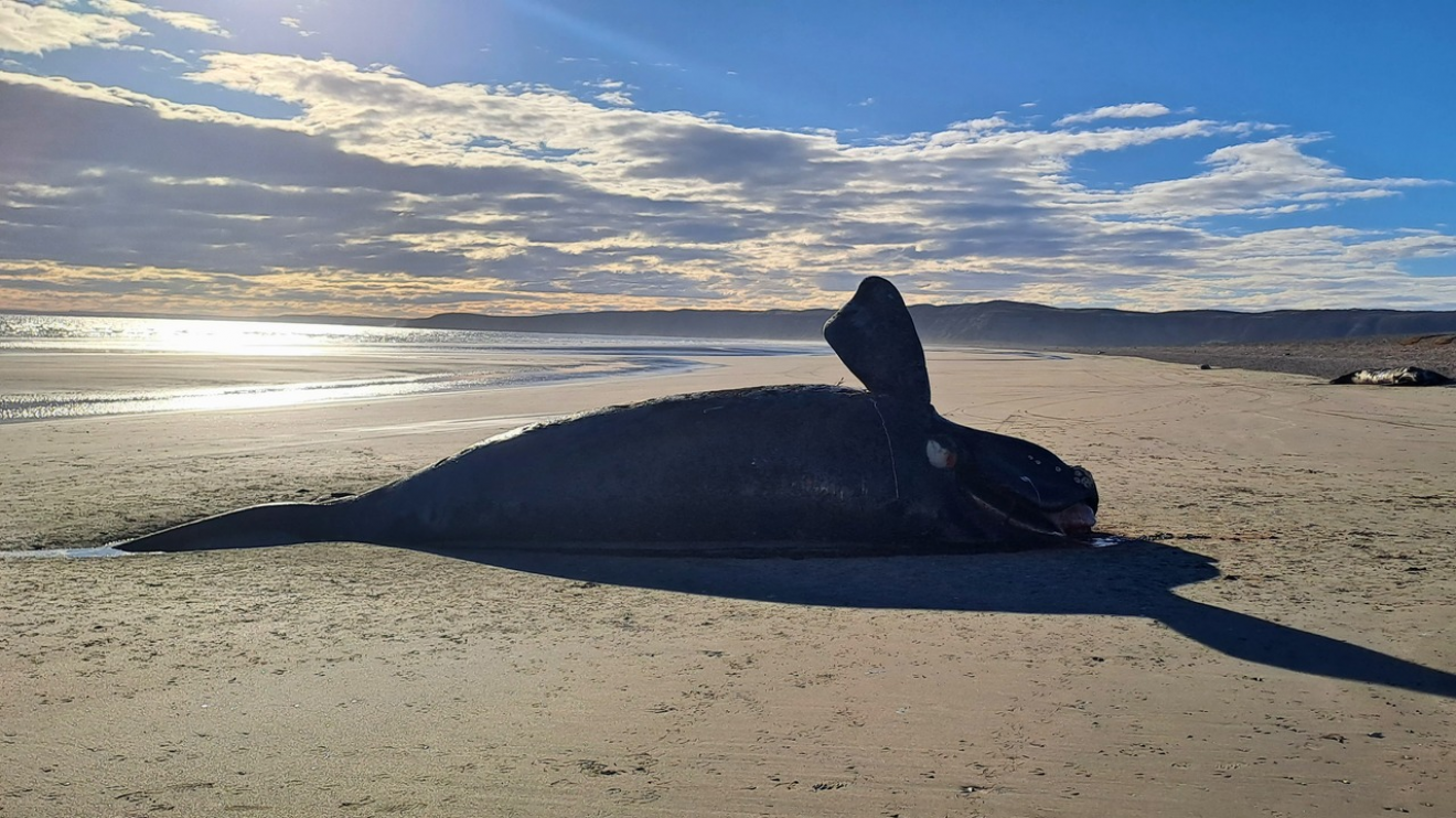 Muerte de ballenas en Chubut: investigan los casos recientes registrados en Península Valdés