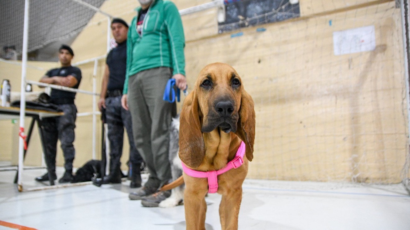 Puerto Madryn realizará una nueva jornada gratuita de castración y vacunación para perros y gatos