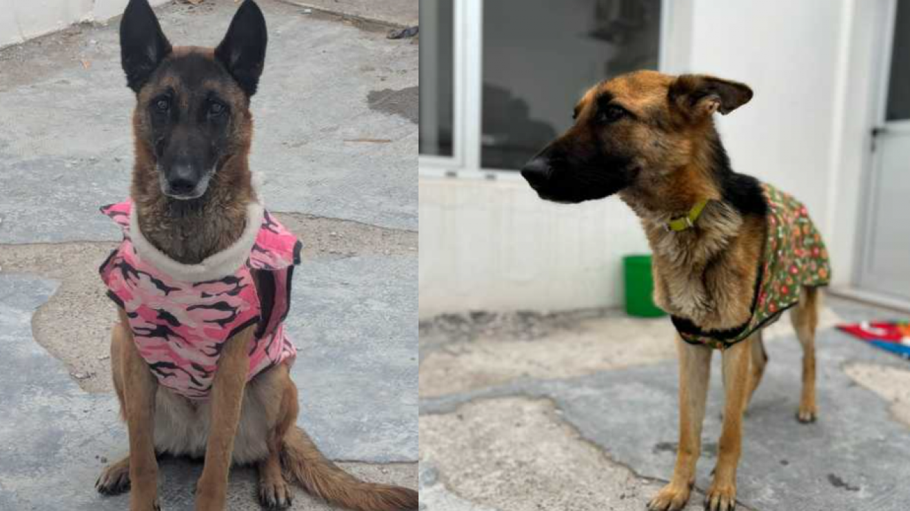Imputan a un vecino de Rawson por maltrato animal tras el hallazgo de cuatro perros en grave estado de desnutrición