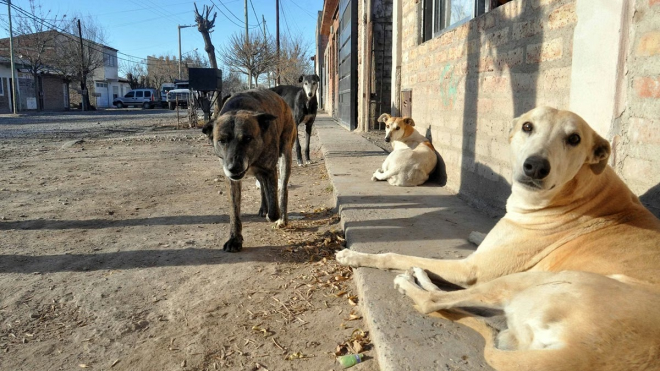 Perros sueltos en Madryn: Zoonosis recibe denuncias todos los días y advierte que la mayoría tiene dueño