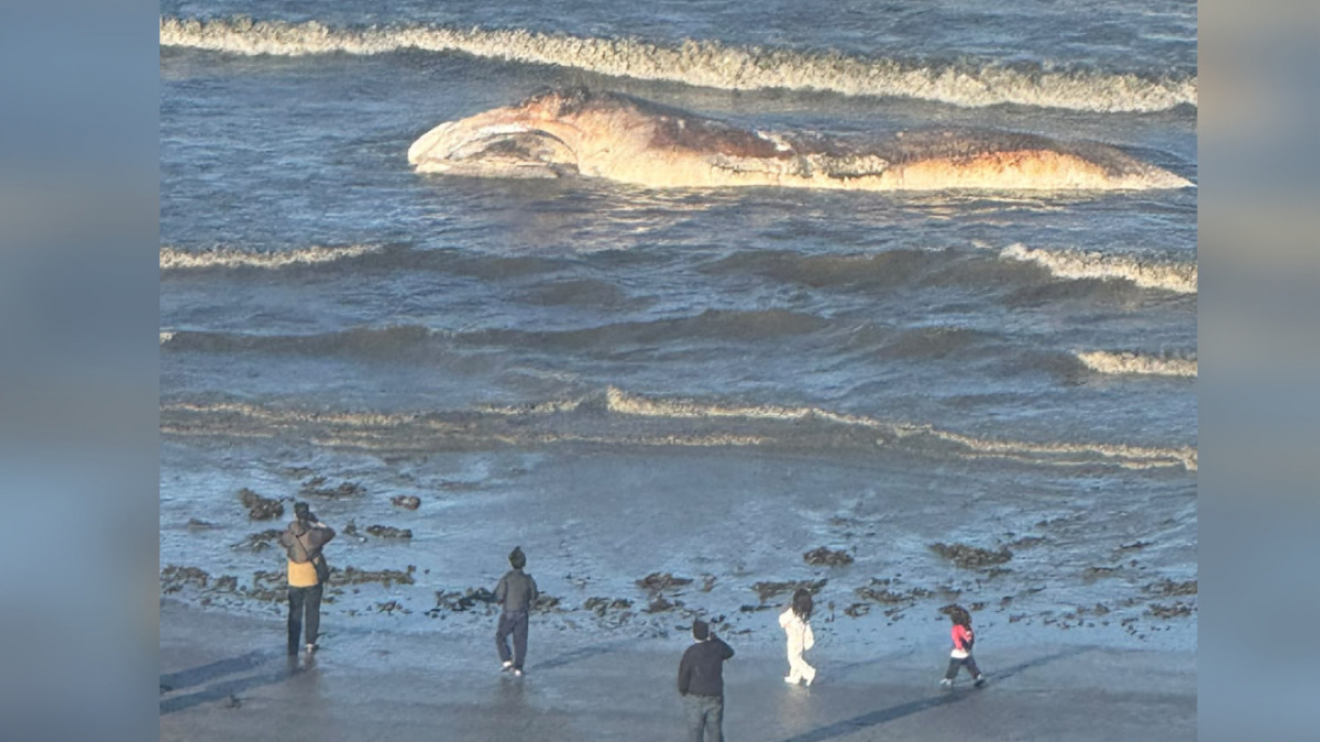 Encontraron una ballena muerta en la playa de Puerto Madryn